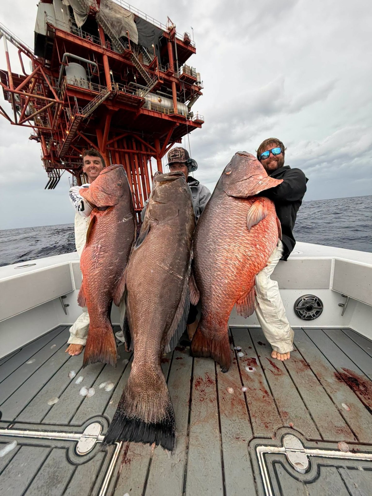 Cubera snapper from the DTB photo collection