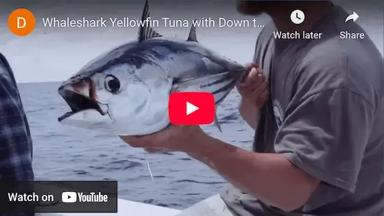 down the bayou youtube