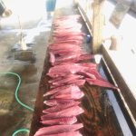 Grand Isle Fishing Charters