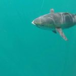 Grand Isle Fishing Charters