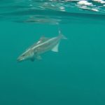 Grand Isle Fishing Charters