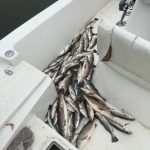 Grand Isle Fishing Charters