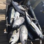 Grand Isle Fishing Charters